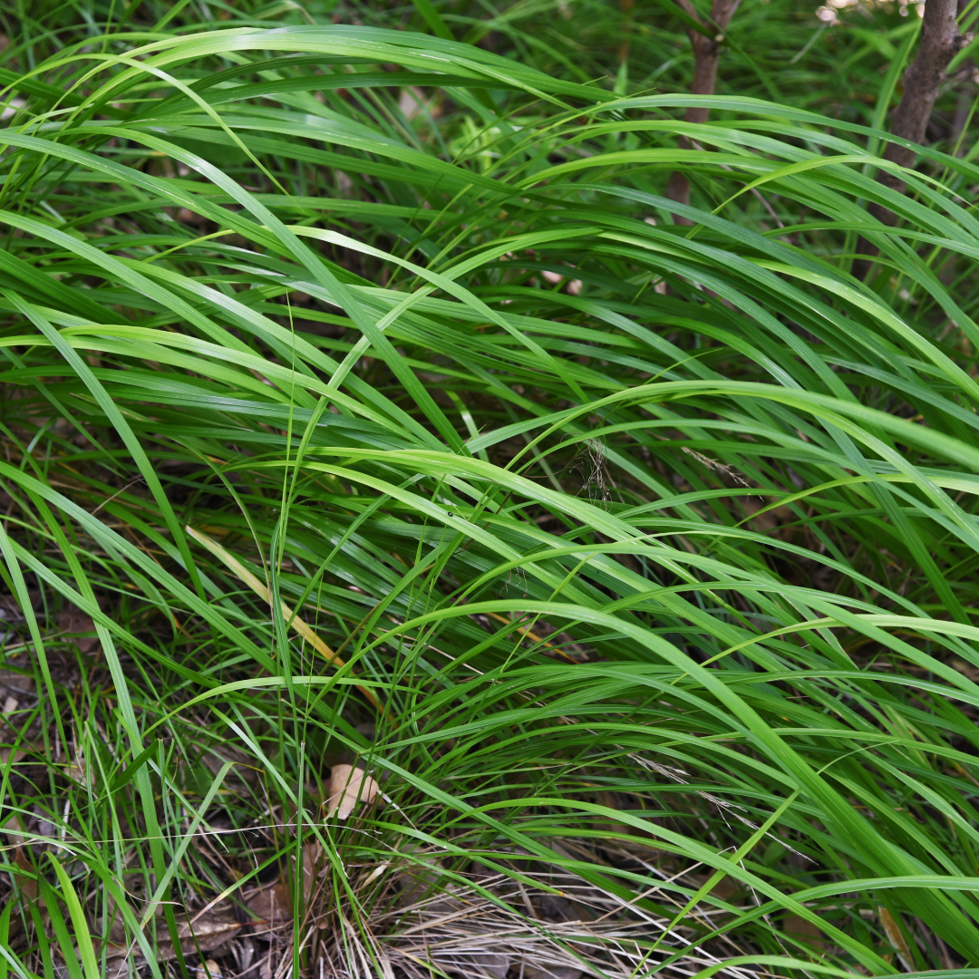 Carex morrowii, plant in pot