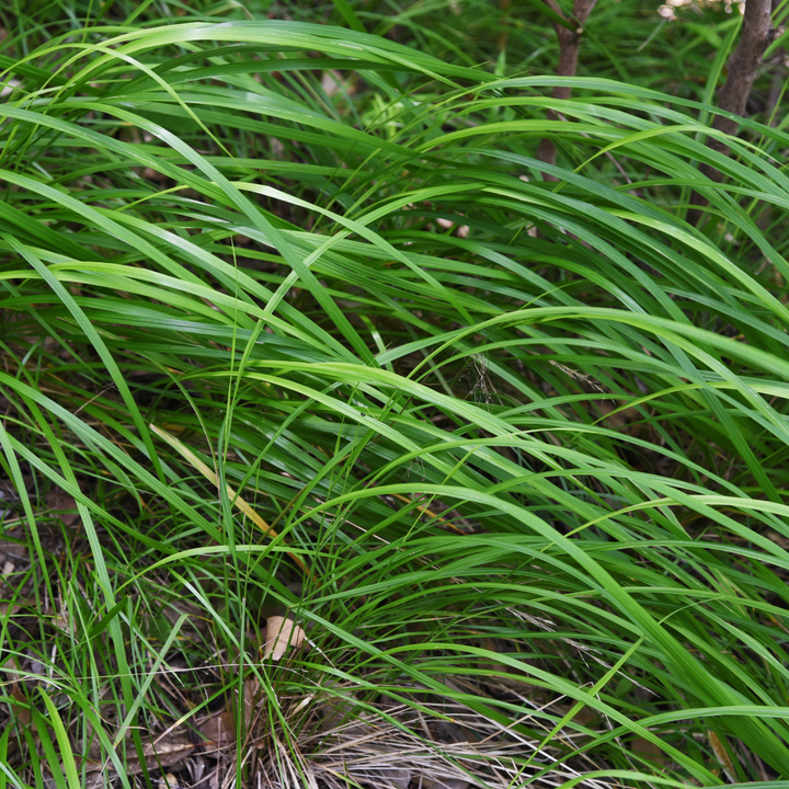 Carex morrowii