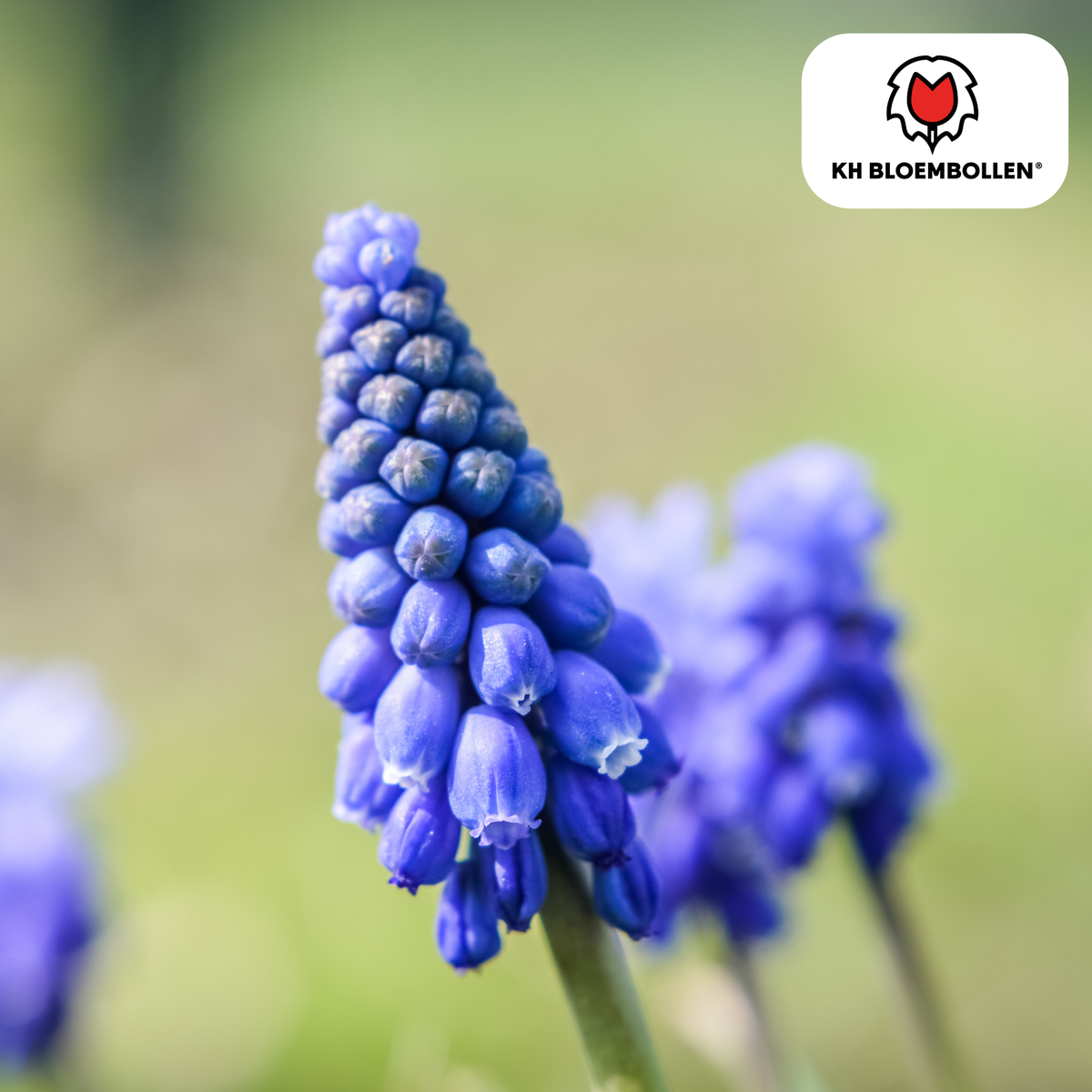 Druifje Muscari 'Bleu Moon' bloembollen, blauw, 20 stuks, plant in pot