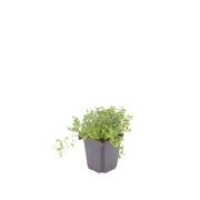 Thymus serpyllum
