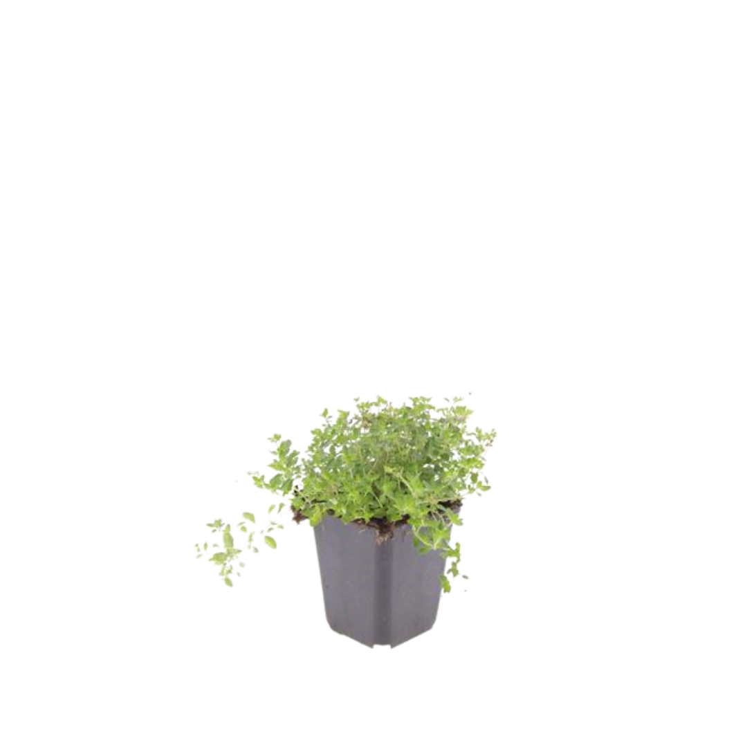 Thymus serpyllum, kenmerkend blad