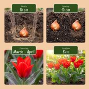 Greigii tulp Red bloembollen, rood, foto 4