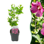 Hibiscus syriacus Woodbridge, plant in pot