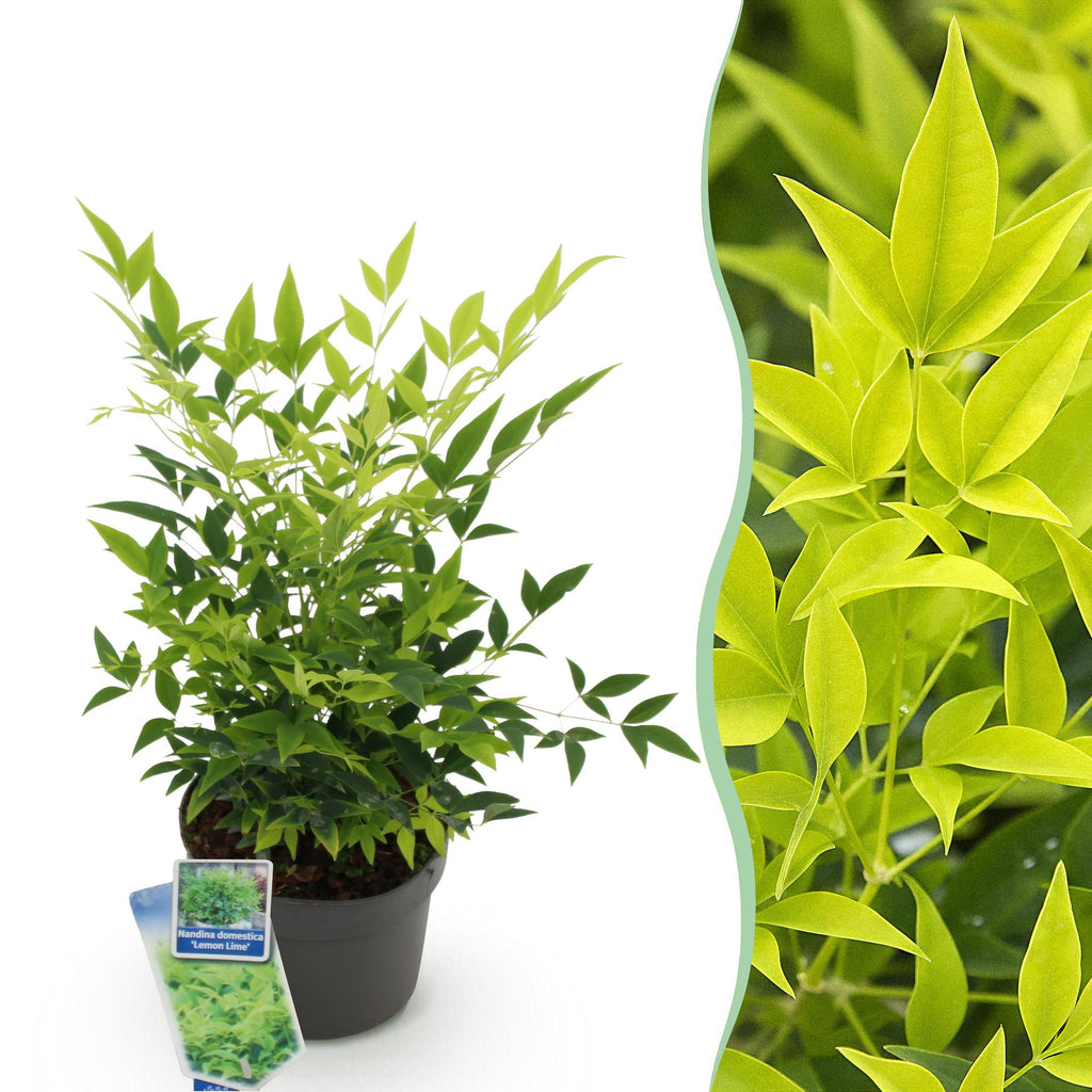 Nandina Lemon & Lime, detail van het blad