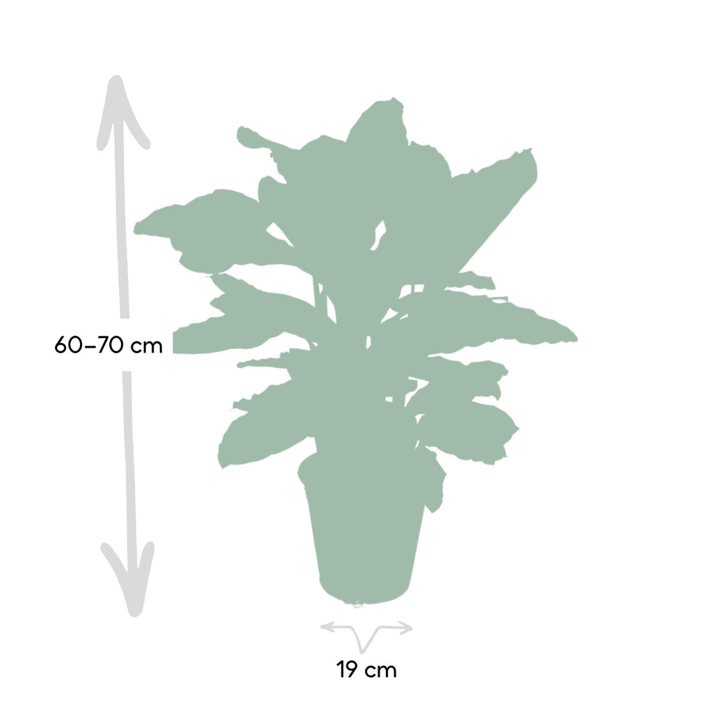 Calathea Zebrina - Pauwenplant, groene bladeren