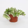 Productfoto van Tradescantia Abliflora Giant - White Beach