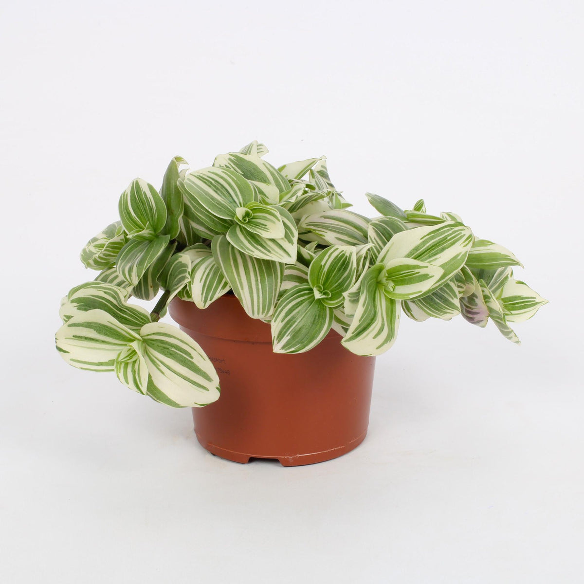 Productfoto van Tradescantia Abliflora Giant - White Beach