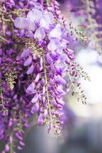 Detailfoto van Wisteria floribunda 'Naga Noda' - Paarse regen