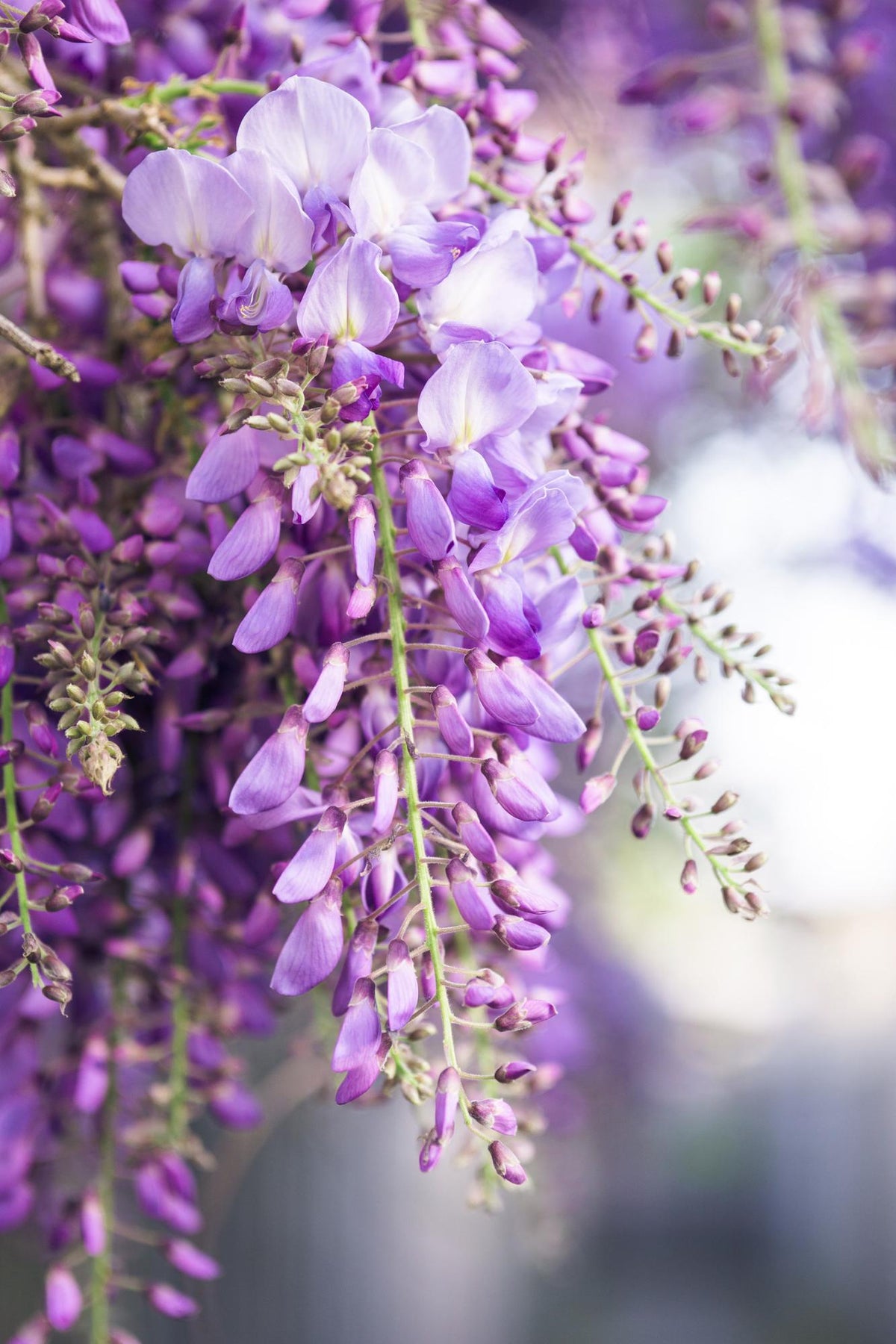 Detailfoto van Wisteria floribunda 'Naga Noda' - Paarse regen