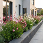 Prachtkaars Gaura duo, roze en wit, decoratieve plant