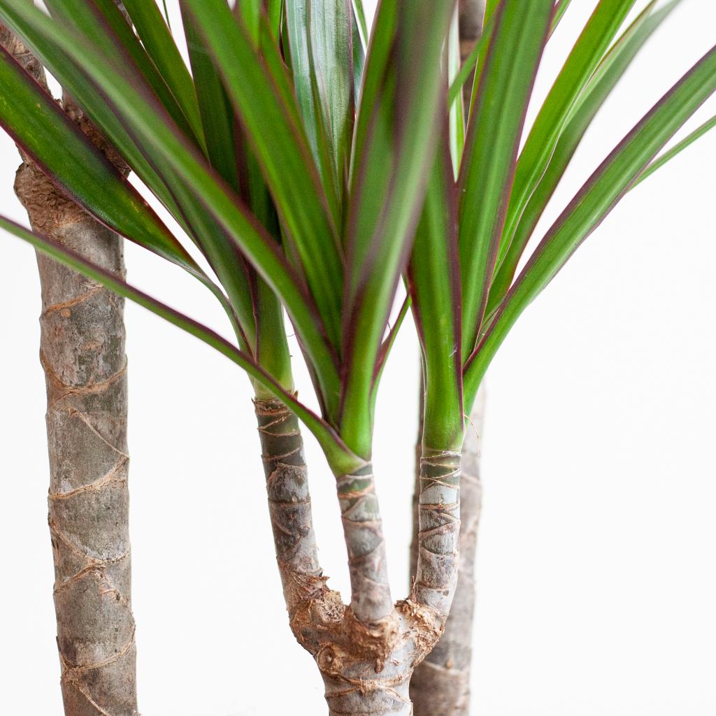 Dracaena Marginata met grijze pot, kenmerkend blad