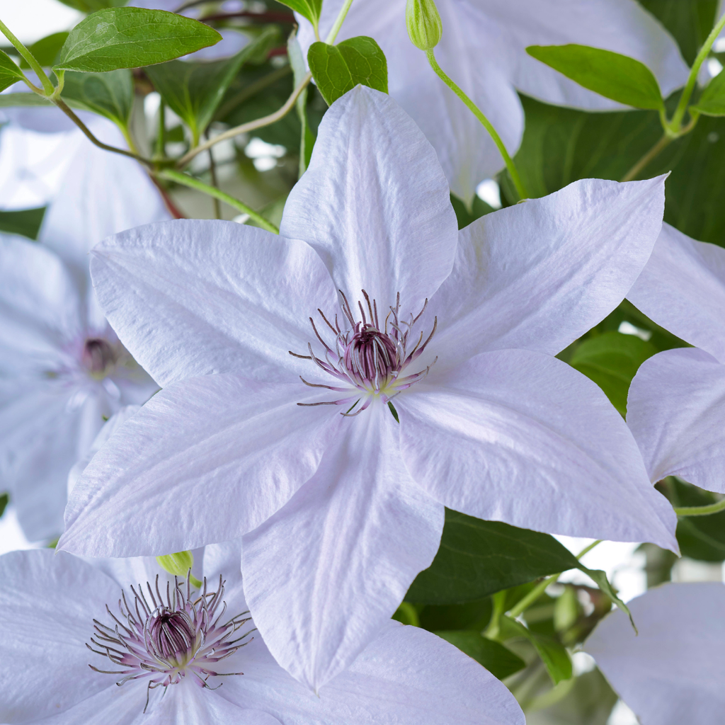 Clematis Double Up Barnadine + Masa, bloeiende klimplant, kenmerkend blad
