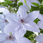 Clematis Double Up Barnadine + Masa, bloeiende klimplant, kenmerkend blad