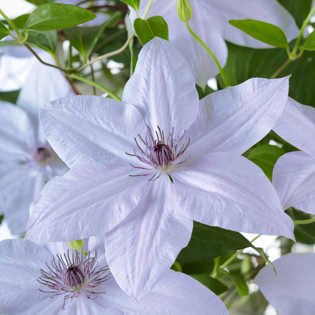Clematis Double Up Barnadine + Masa, bloeiende klimplant, kenmerkend blad
