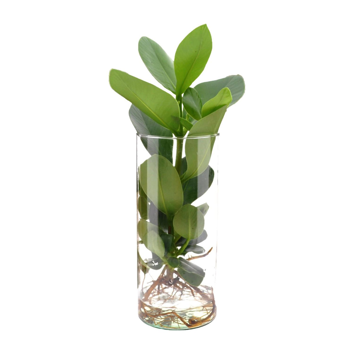 Productfoto van Clusia In Cylinder Glas