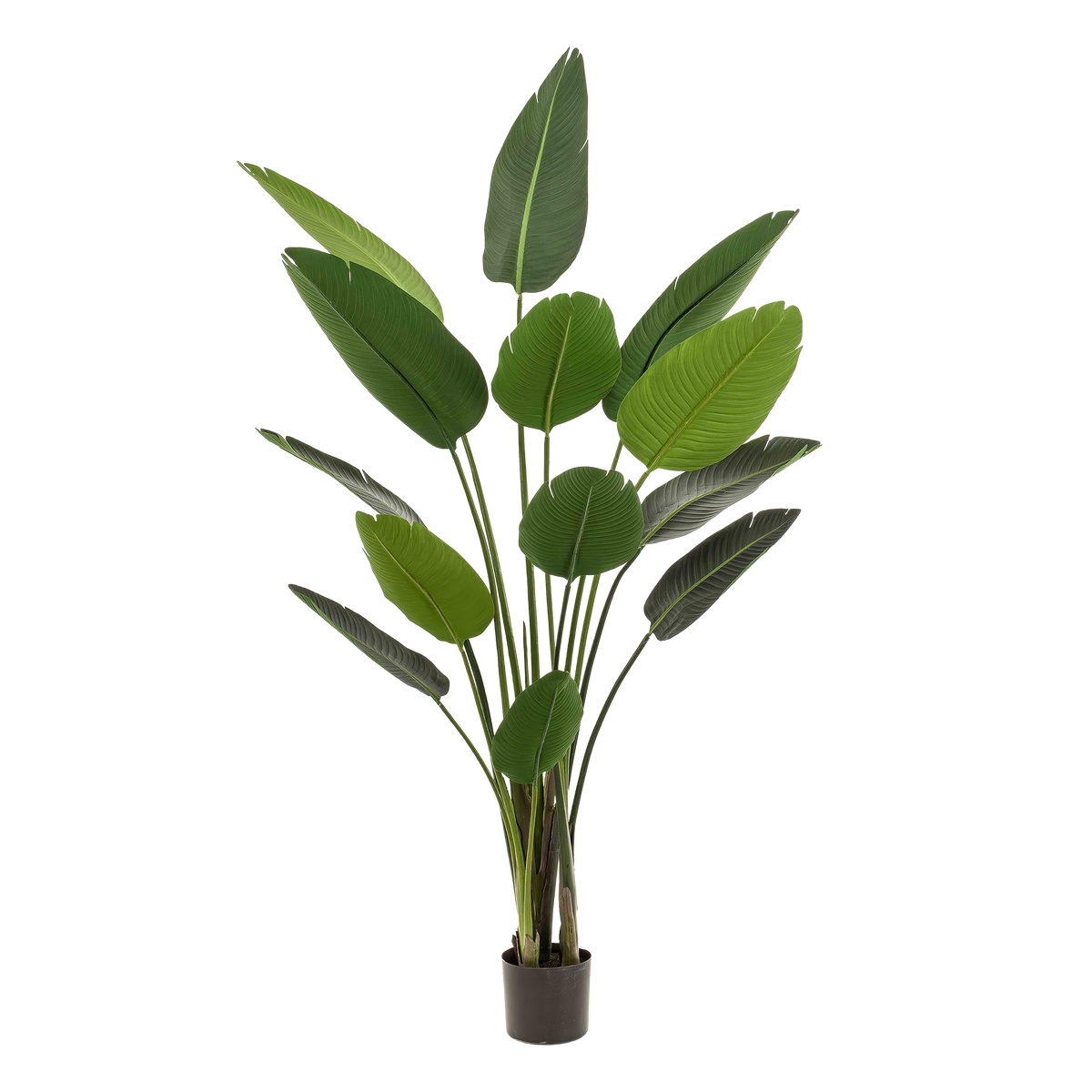 Productafbeelding van Pureplant