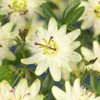 Passiflora Avalanche, detail van het blad