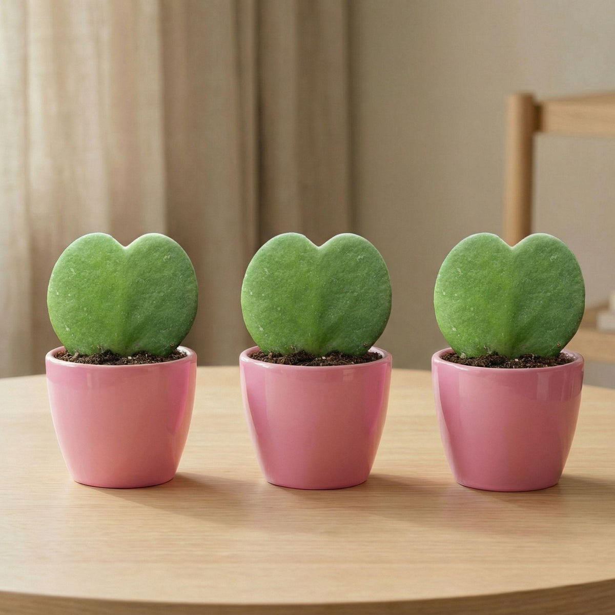 Sweetheart Plant Set - Mini Gift - Pot & Plant Set - Roze, plant in pot
