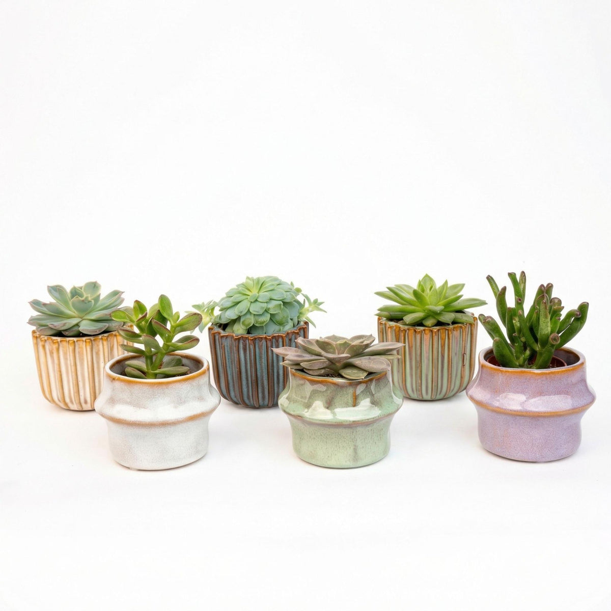 Succulenten Set van 6 in Keramische Mini Potjes Barcelona, plant in pot