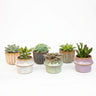 Succulenten Set van 6 in Keramische Mini Potjes Barcelona