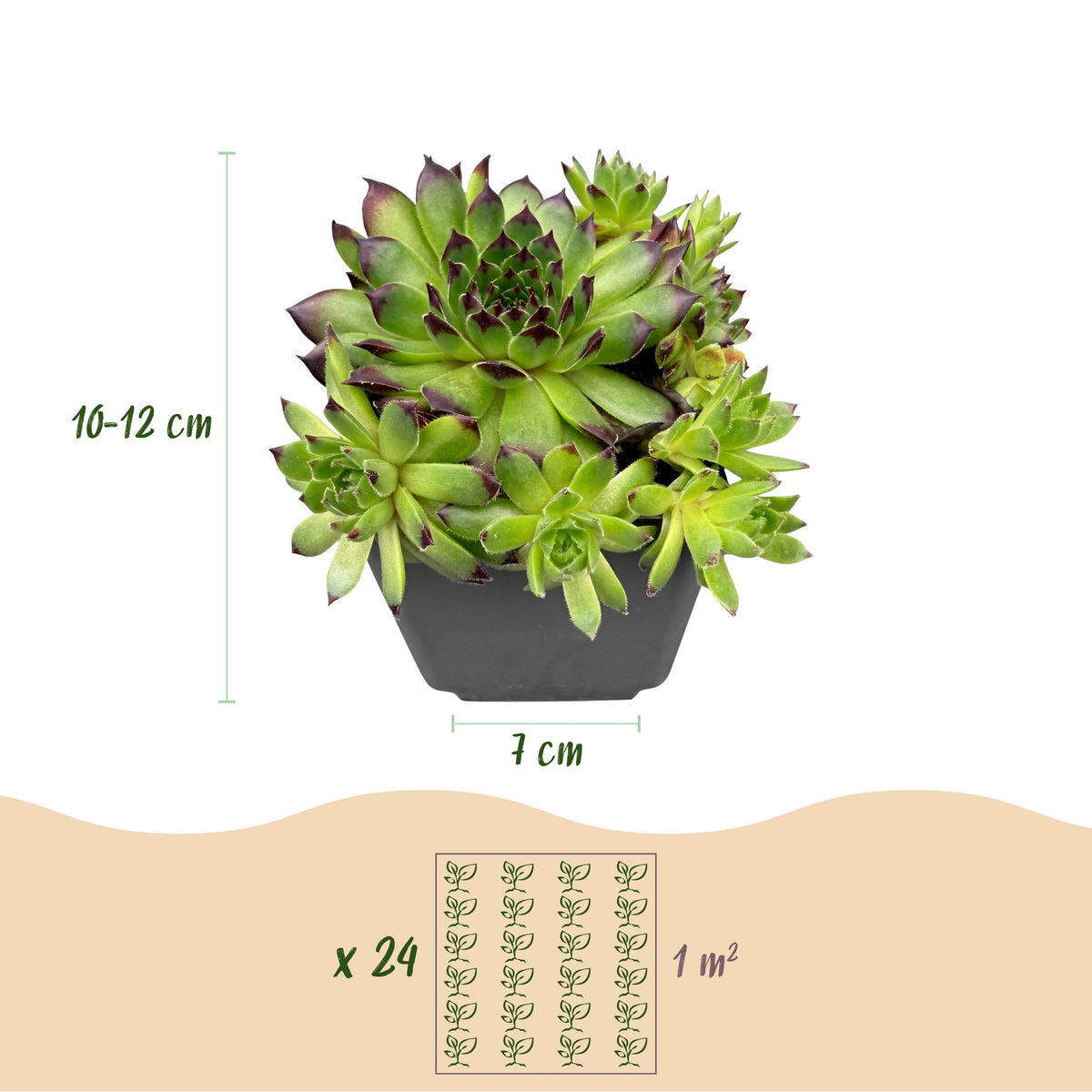 Sempervivum Big Sam, 12 cm hoog, detail van het blad