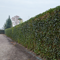 Hedera hibernica, gestokte klimop, 80-100 cm, plant in pot