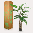 Kunstplant Alocasia, olifantsoor met pijlvormig blad, 150 cm, groeiwijze van de plant