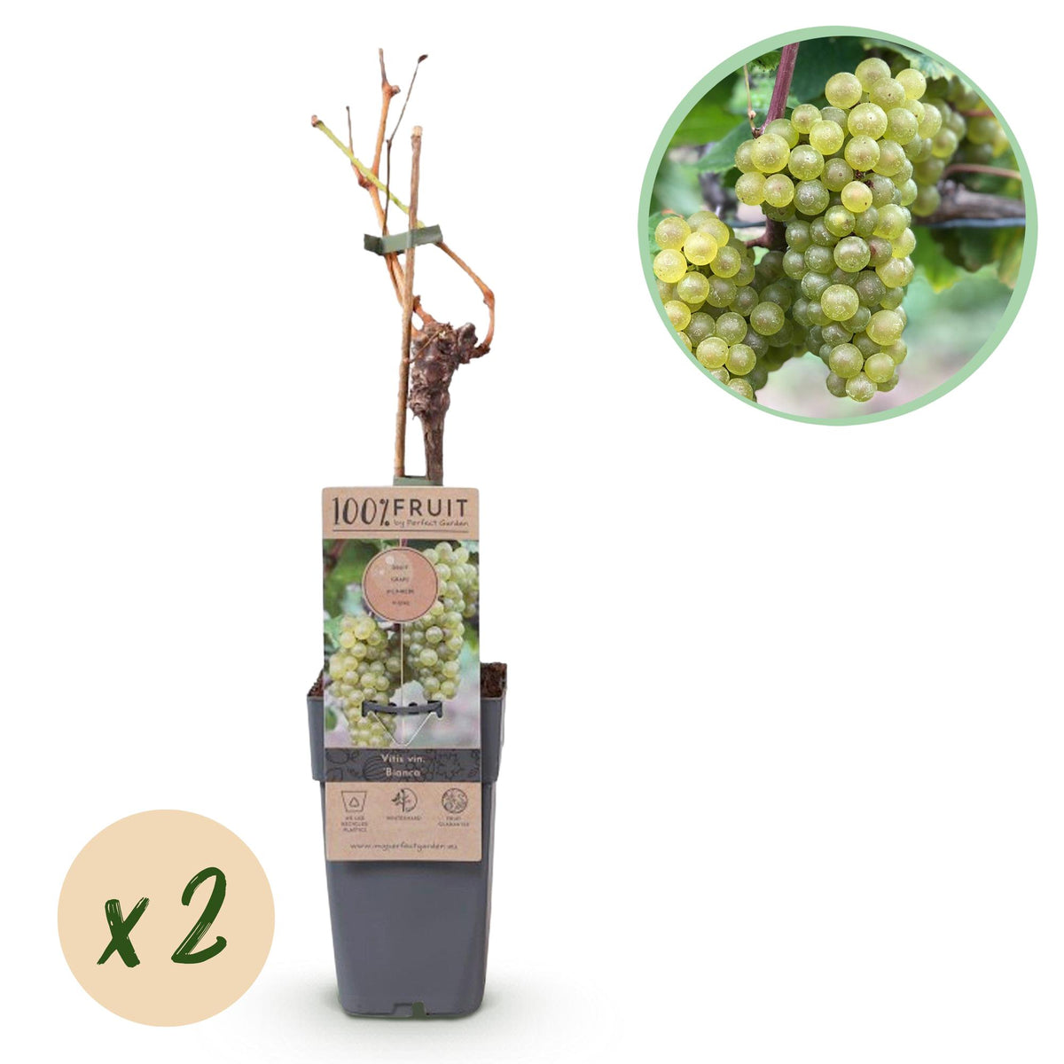 Productafbeelding van Pureplant