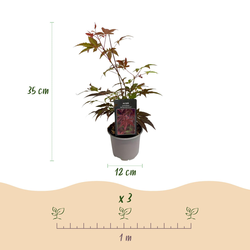Acer palmatum Atropurpureum, 35 cm hoog, kenmerkend blad