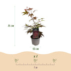 Acer palmatum Atropurpureum, 35 cm hoog, kenmerkend blad