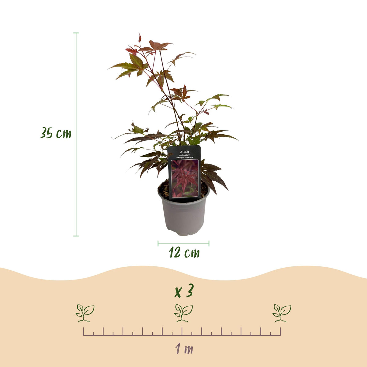 Acer palmatum Atropurpureum, 35 cm hoog, kenmerkend blad