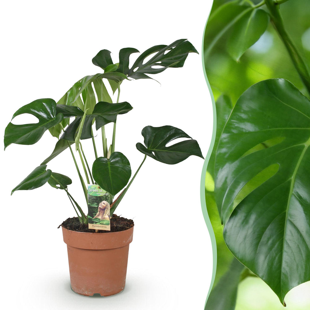 Monstera Deliciosa, detail van het blad