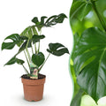 Monstera Deliciosa, detail van het blad