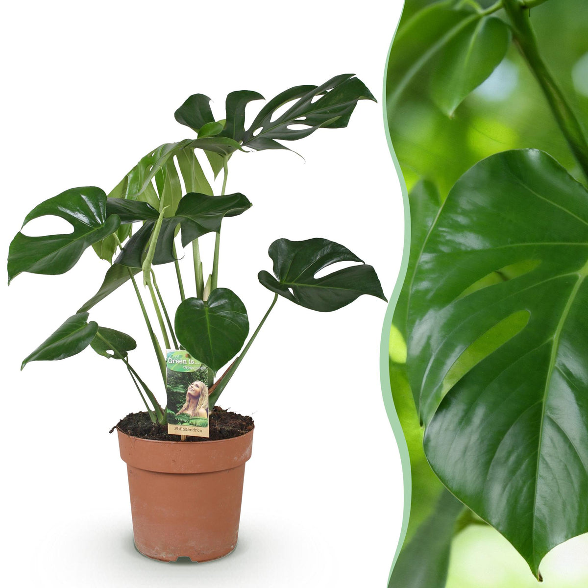 Monstera Deliciosa, detail van het blad