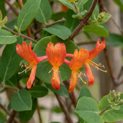 Lonicera x brownii &
