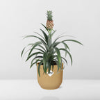 Detailfoto van Ananas Mi Amigo in ELHO Vibes Fold 14cm geel