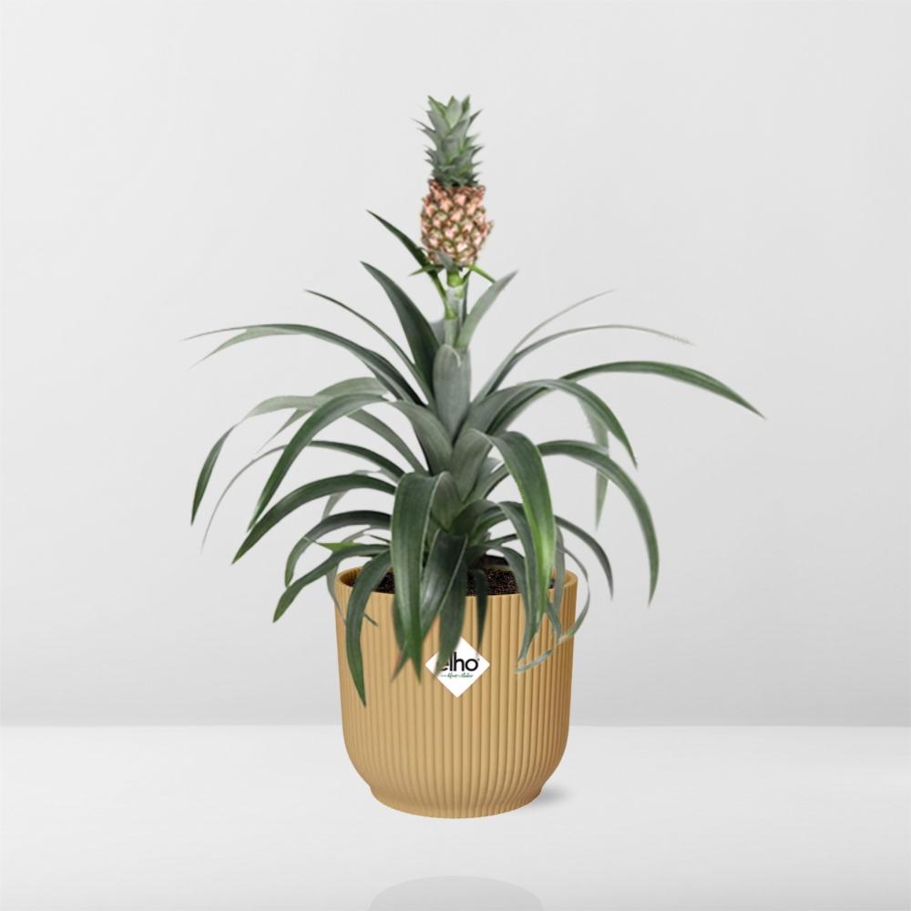 Detailfoto van Ananas Mi Amigo in ELHO Vibes Fold 14cm geel