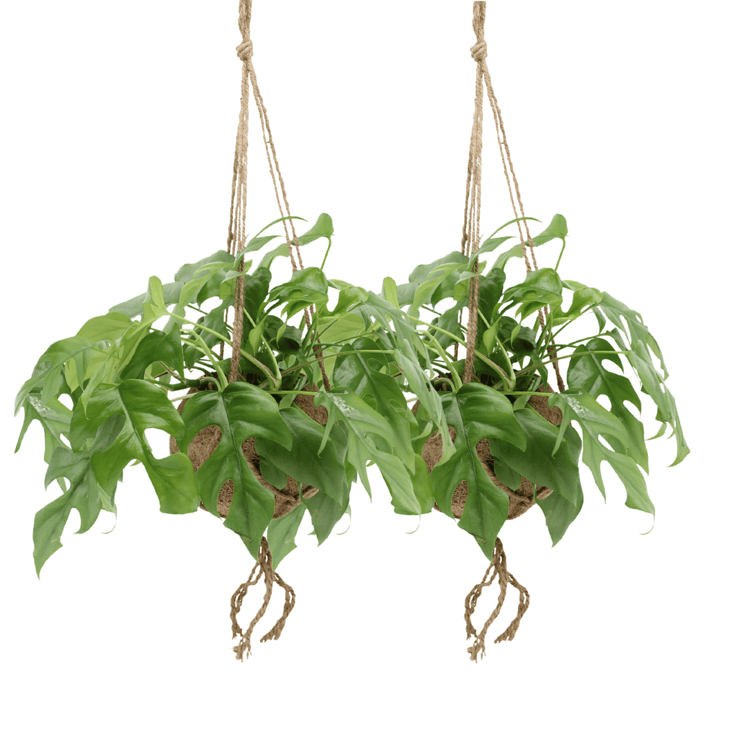 Kokodama - Lege hangpot om op te hangen - 15cm