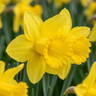 Narcis 'Carlton' bloembollen, geel