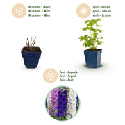 Ridderspoor Tricolour, 24x met paarse, roze en witte bloemen