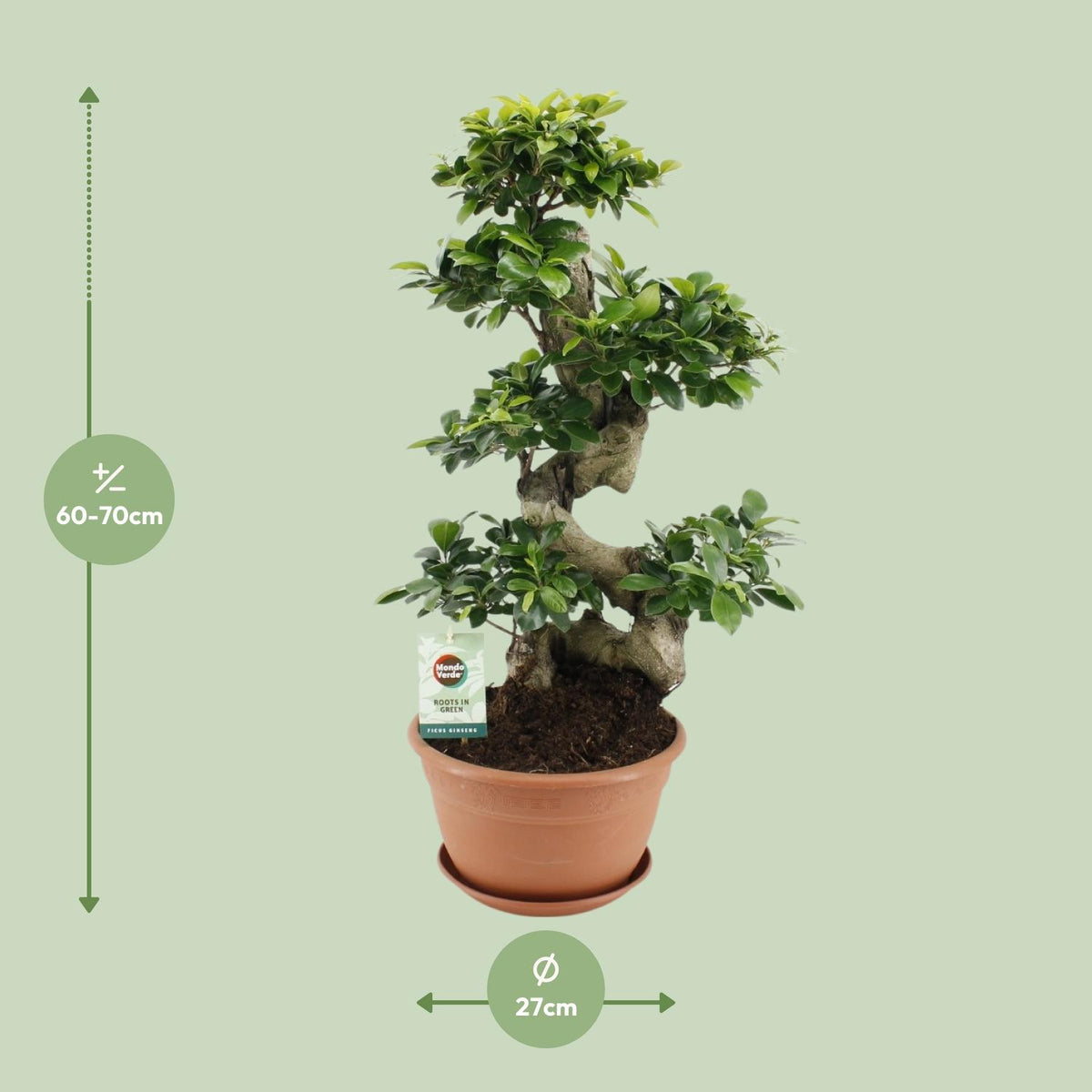 Detailfoto van Ficus Ginseng