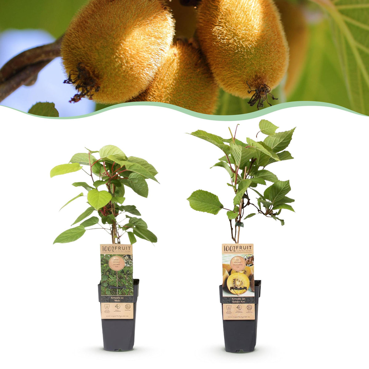 Kiwiplant Weiki & Golden Kiwi, plant in pot