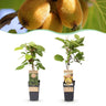 Kiwiplant Weiki & Golden Kiwi