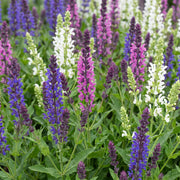 Salie Tricolour, met paarse, roze en witte bloemen (24x)
