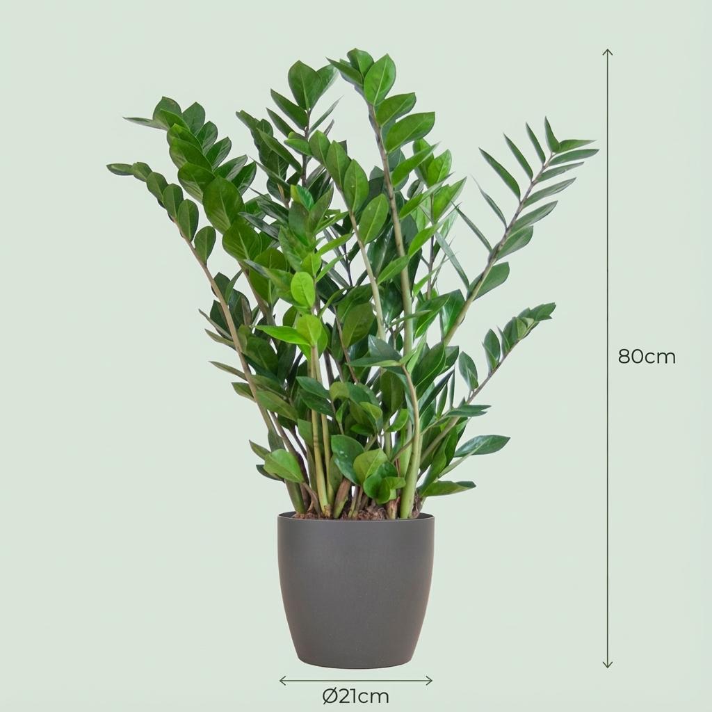 Zamioculcas Zamiifolia met grijze pot, groene bladeren