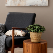Calissia repens met mand