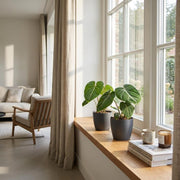 Philodendron gloriosum met grijze pot