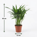 Areca Lutescens - Goudpalm met witte pot, groeiwijze van de plant