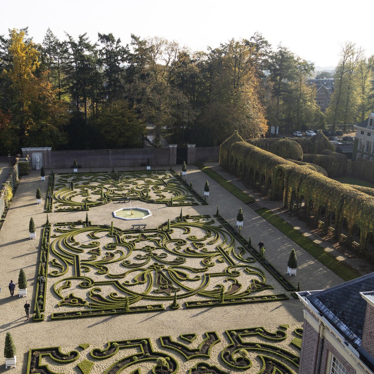 BetterBuxus Babylon Beauty buxusvervanger, schimmelresistent, groeiwijze van de plant