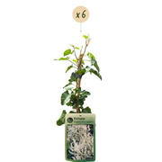Fallopia aubertii - bruidssluier - set van 6 - Ø9 cm